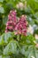 Aesculus pavia, known as red buckeye or firecracker plant, is a species of deciduous flowering plant of the genus Sapindaceae.