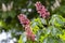 Aesculus pavia, known as red buckeye or firecracker plant, is a species of deciduous flowering plant of the genus Sapindaceae.