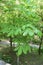Aesculus turbinata / Japanese horse chestnut