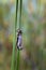 Aeshna cyanea - Blue Punch, a punch hatching on a reed leaf. On the leaf is a stripped brown cocoon and a freshly hatched punch