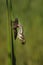 Aeshna cyanea - Blue Punch, a punch hatching on a reed leaf. On the leaf is a stripped brown cocoon and a freshly hatched punch