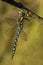 Aeshna mixta dragonfly drying on a wash-line