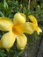 Aestetic yellow blooming flower