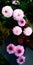 Aestetick pink chrysanthemum flower for your wallpaper