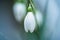 Aesthetic closeup of a snowdrop flower blooming in a garden with a soft focus