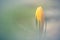 Aesthetic closeup of a yellow crocus blooming in a garden with a soft focus