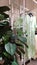 Aesthetic Green Dress and Plant in A Mall