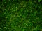 Aesthetic green grass background nature