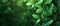 Aesthetic Green Leaves Background Enhancing Eco-Friendliness And Environmental Health