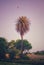 An aesthetic image of a palm tree with an eagle flying on top of it..