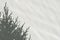 Aesthetic minimalist winter background for elegant business branding template. Conifer needle tree sunlight shadow