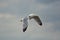 Aesthetic painterly image of a seagull flying. Serene nature image.