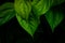 Aesthetic pattern of row of tropical medical herbs green betel leaves with dark cinematic scene for nature and exotic background