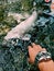 aesthetic photography Hand reaching out to touch a koi fish in a pond