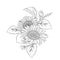 aesthetic sunflower drawing, minimalist one-line sunflower, sunflower bouquet, sunflower bouquet wedding flowers,