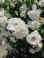 Aesthetic White Flowers