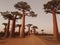 Aesthetics at the Baobabs Avenue