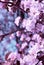 Aesthetics fashion wallpaper. Apple flowers blossom tree.