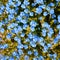 Aesthetics fashion wallpaper. Blue wild flowers background