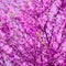 Aesthetics fashion wallpaper. Purple Flowers bloom. Spring mood