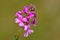 Aethionema grandiflorum known as Persian stonecress or Persian candytuft flower