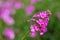 Aethionema grandiflorum known as Persian stonecress or Persian candytuft flower