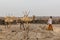 AFAR, ETHIOPIA - MARCH 25, 2019: Camels in Dodom village under Erta Ale volcano in Afar depression, Ethiop