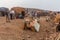 AFAR, ETHIOPIA - MARCH 26, 2019: Tourists with camels at Erta Ale volcano crater rim in Afar depression, Ethiop