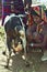 Afar teen milking goat in traditional colorful dress