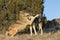 Affection displayed by male and female timber wolves