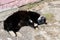 Affectionate black cat with white paws lies on the pavement