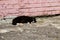 Affectionate black cat with white paws lies on the pavement