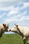 Affectionate Charolais Bull And Cow