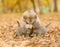 Affectionate cute kittens and alaskan malamute puppy in autumn park