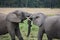 Affectionate elephants touch trunks