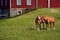 Affectionate horses in a pasture with red barn