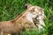 Affectionate Lioness With Playful Baby Cubs