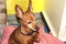 Affectionate little puppy of brown domestic pinscher