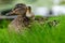 Affectionate relationship between mom and her son or daughter. Lovely baby duck nestles to the head of her / his mom