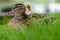 Affectionate relationship between mom and her son or daughter. Lovely baby duck nestles to the head of her / his mom