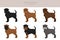 Affenpinscher all colours clipart. Different coat colors set