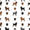 Affenpinscher all colours seamless pattern. Different coat colors set