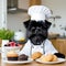 Affenpinscher dog wearing a chef\'s hat sitting at a kitchen table