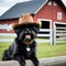 Affenpinscher dog wearing a cowboy hat sitting on a wooden fence