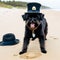 Affenpinscher dog wearing a detective\'s hat examining footprints