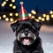 Affenpinscher dog wearing a festive hat sitting in a snow-covered