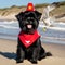 Affenpinscher dog wearing a lifeguard hat sitting on a sandy beach