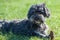 Affenpinscher on grass