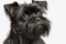 Affenpinscher portrait photo, white background