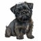 Affenpinscher Pup in a Colorful Watercolor Illustration AI Generated